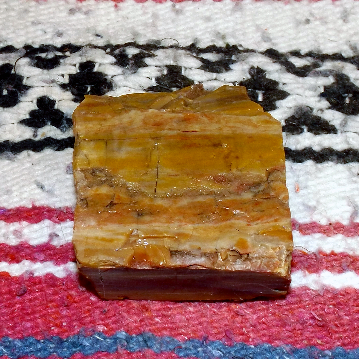 Petrified_003a.JPG