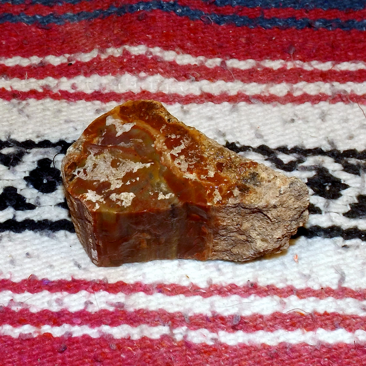 Petrified_004b.JPG