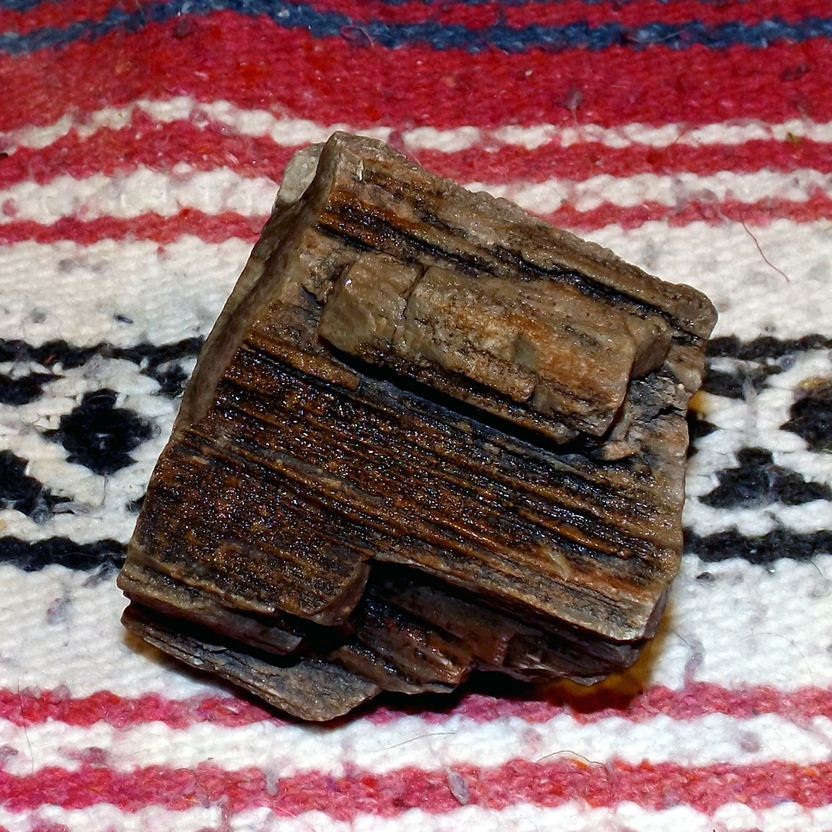Petrified_005e.JPG