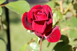 Arbor-024.jpg