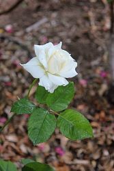 Rose-008.JPG