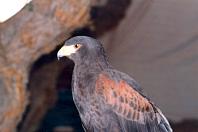 Bird101.jpg